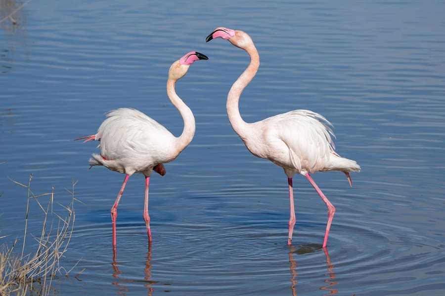 Dayet Srji Lake