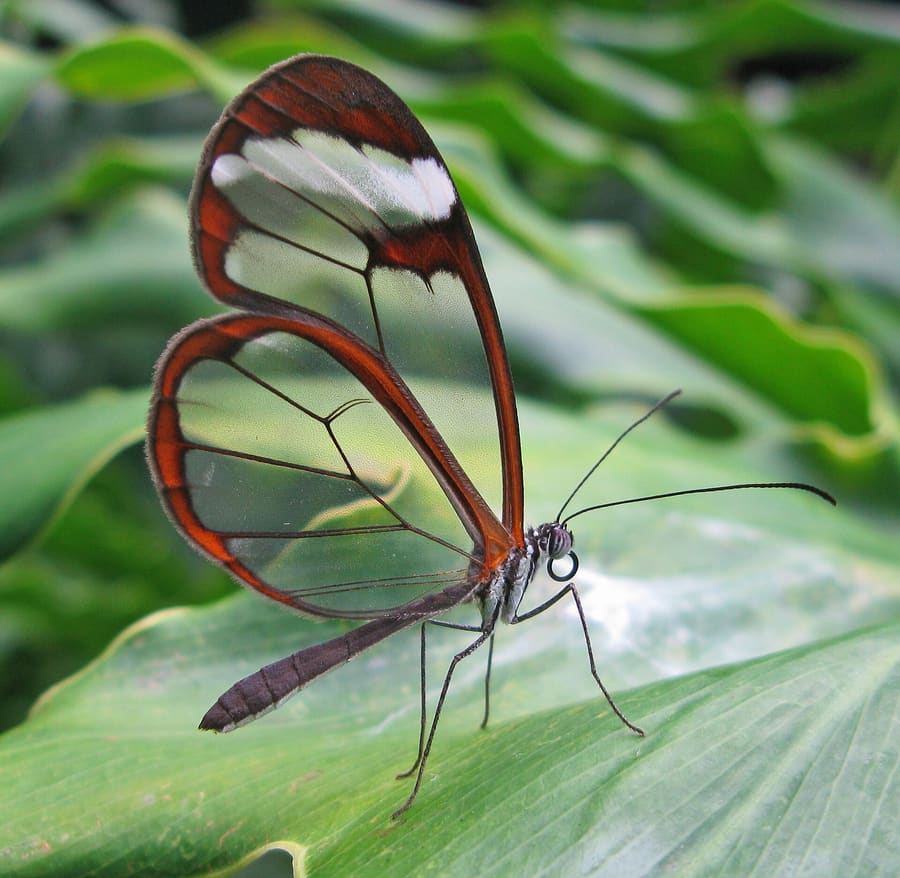 Mariposas de Mindo