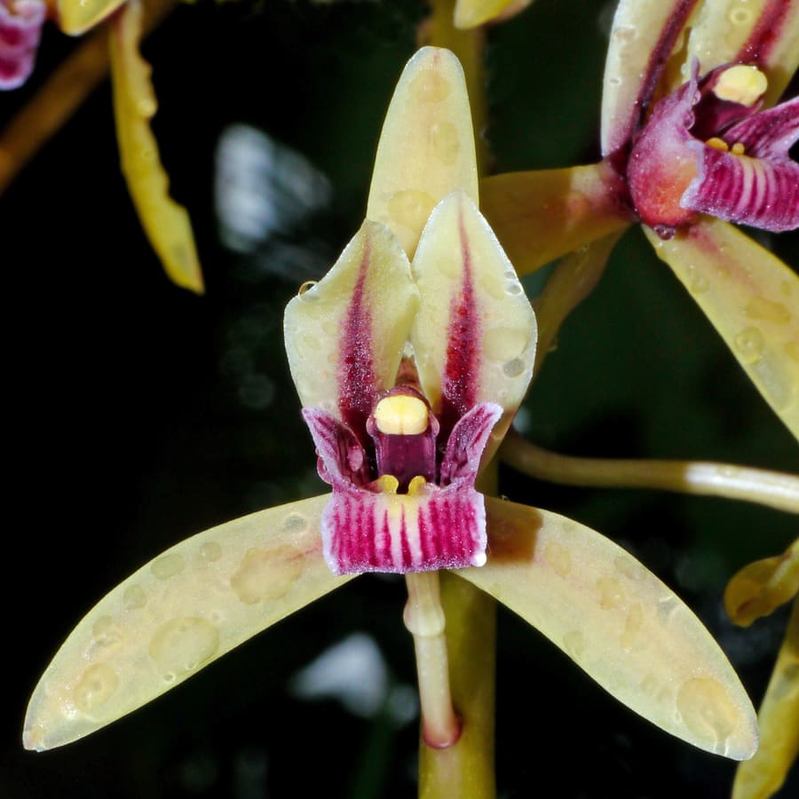 Armonia Orchid Garden