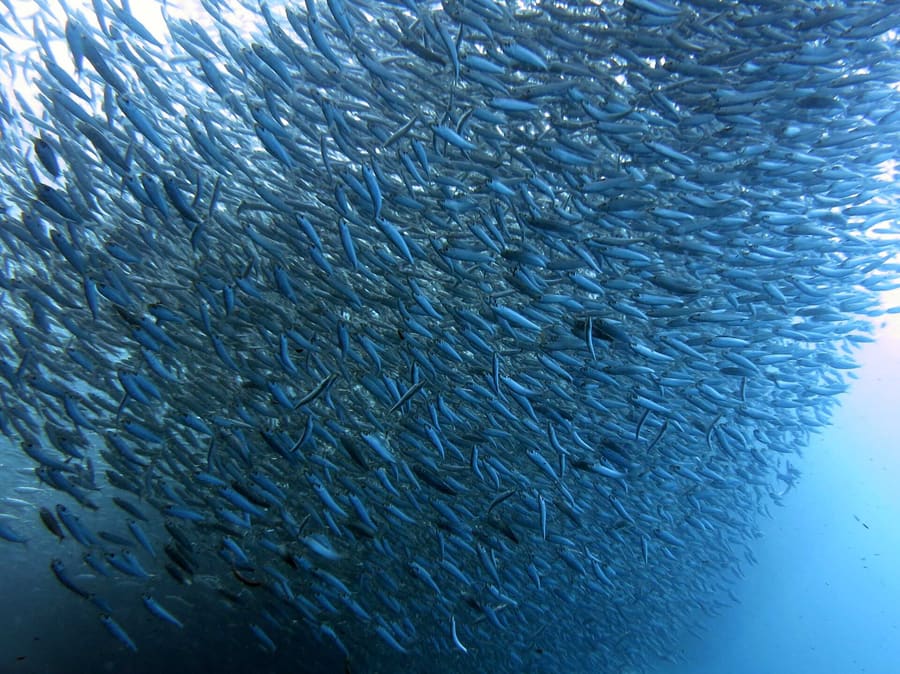Saavedra Marine Sanctuary