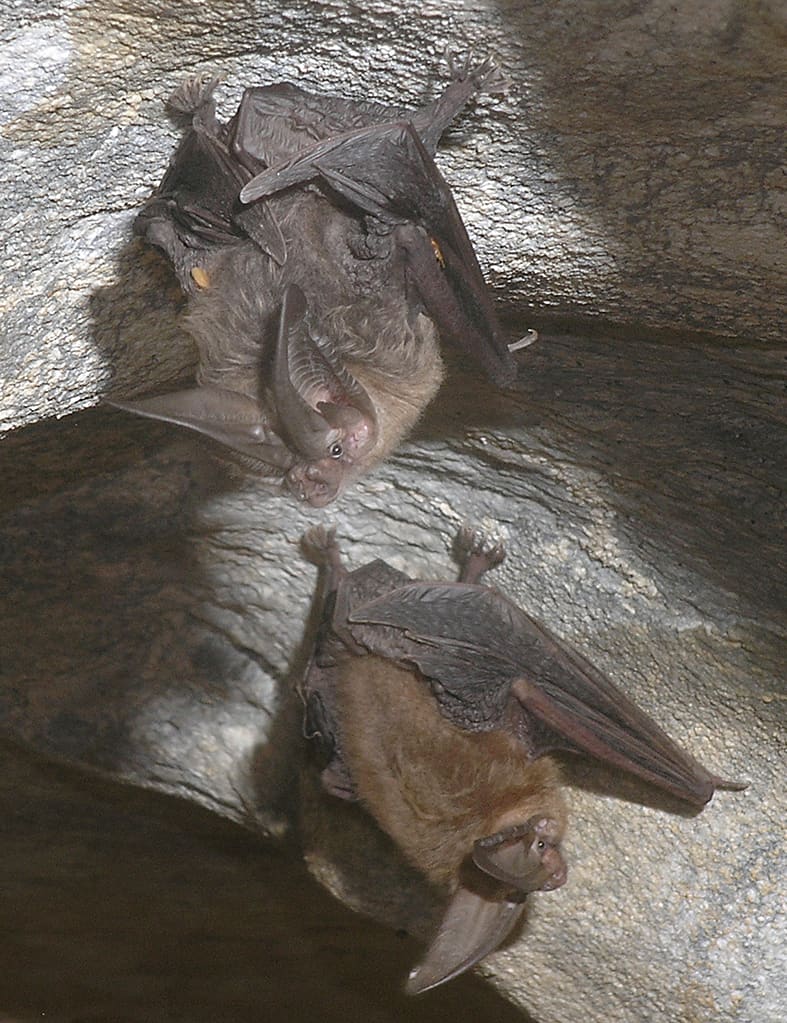The Bat Jungle
