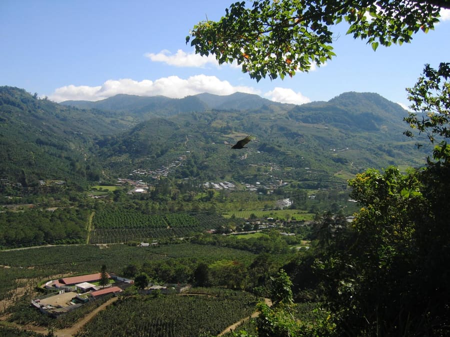 Life Monteverde Coffee Farm