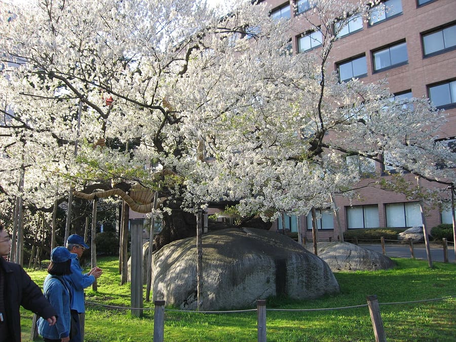 Ishiwarizakura