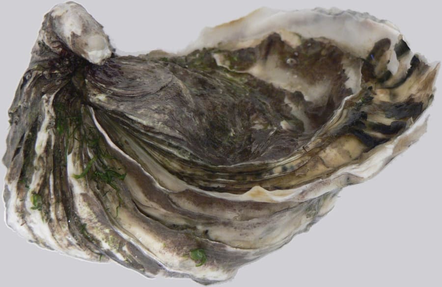 Fresh Pacific oysters served cold on ice at a harbor fish market.