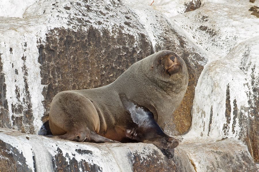 Seal Island