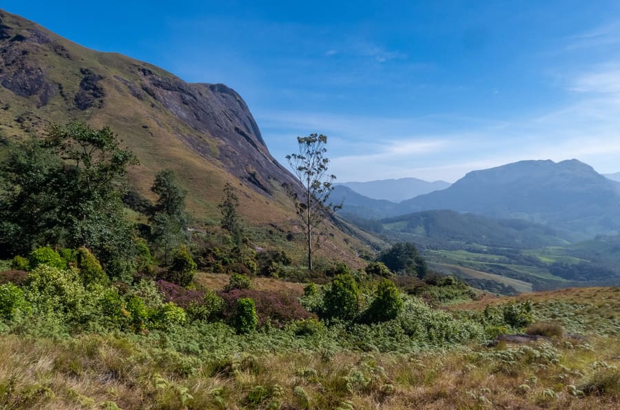 Eravikulam National Park
