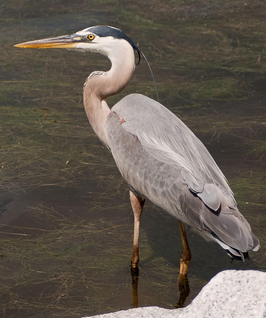 Huntington Beach State Park