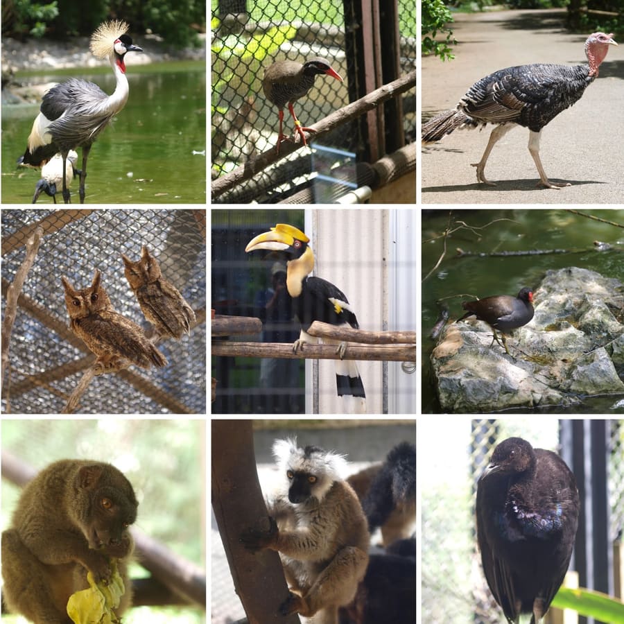 Neo Park Okinawa