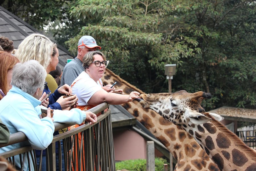 Giraffe Centre