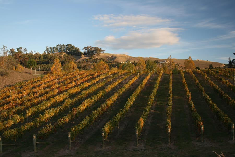 Local wine and regional pairings at a Hawke's Bay vineyard estate.