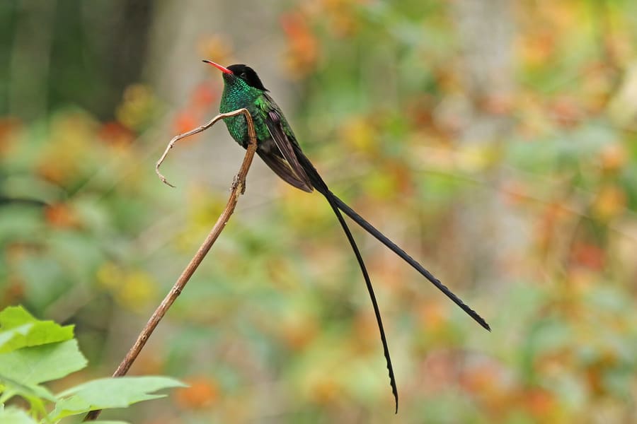 Barney's Hummingbird Garden
