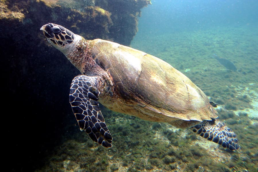 Baraka Natural Aquarium