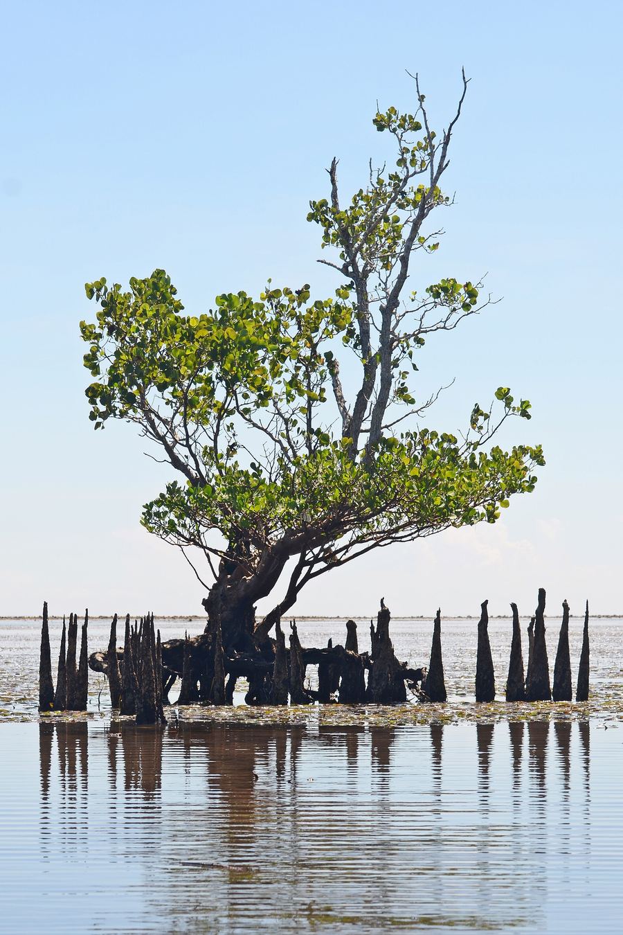 Coquí Zonal Mangroves