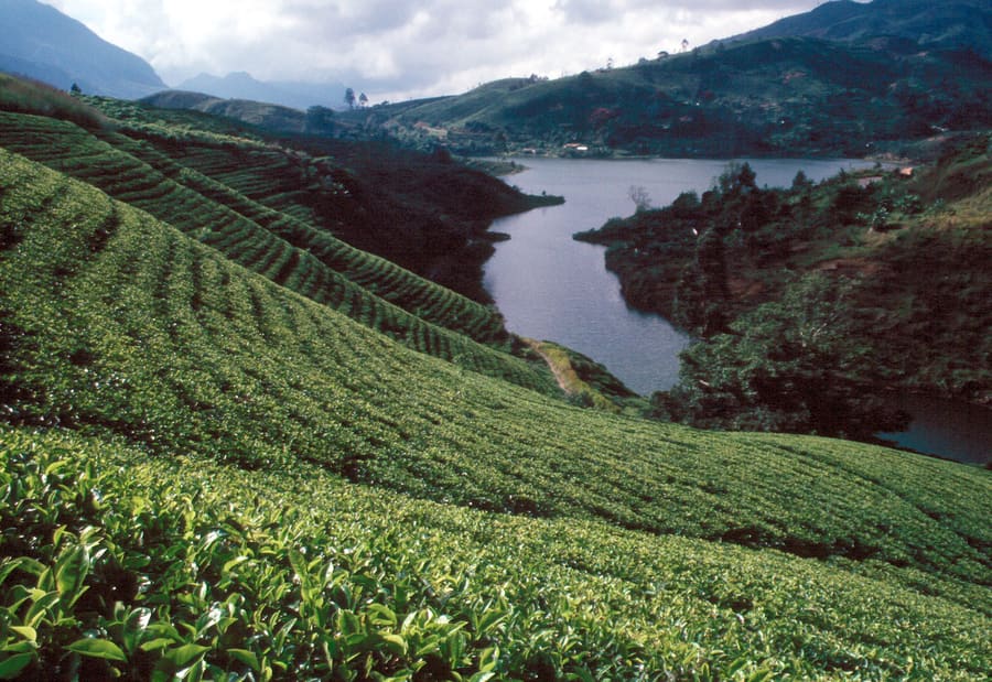 Pedro Tea Estate