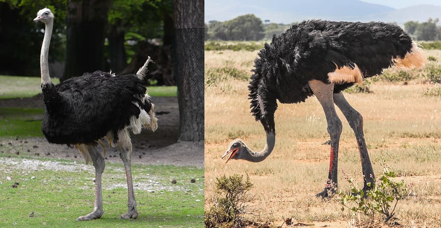Safari Ostrich Farm
