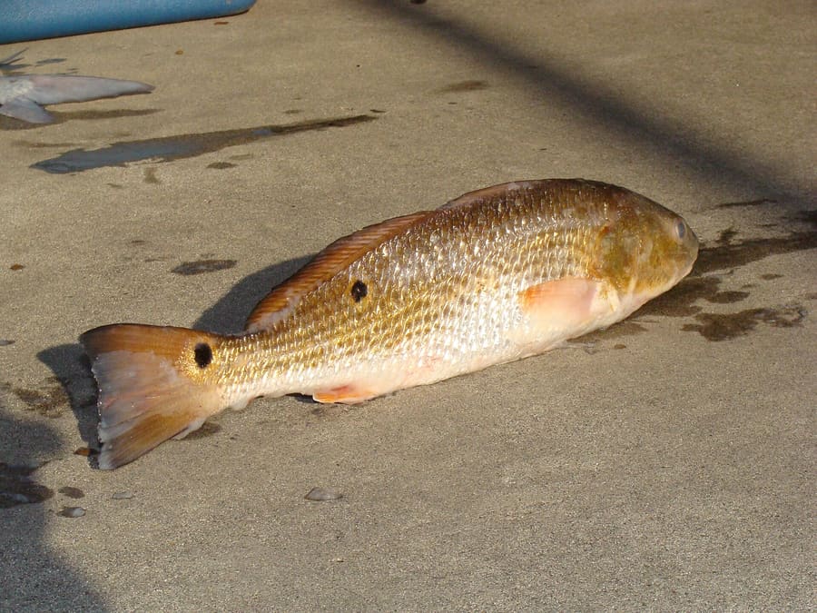 Fresh Gulf redfish served grilled with seasoned rice and vegetables.