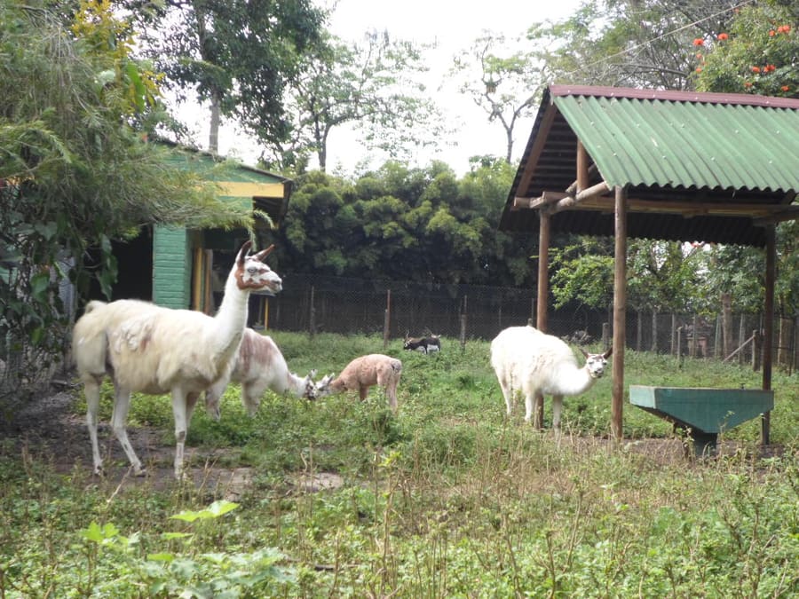 Bioparque Ukumarí