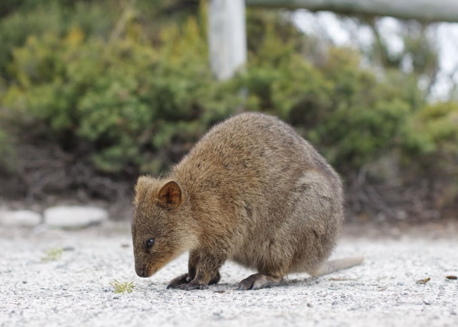 Rottnest Island