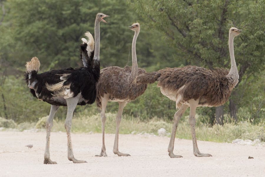 PD Ostrich Show Farm