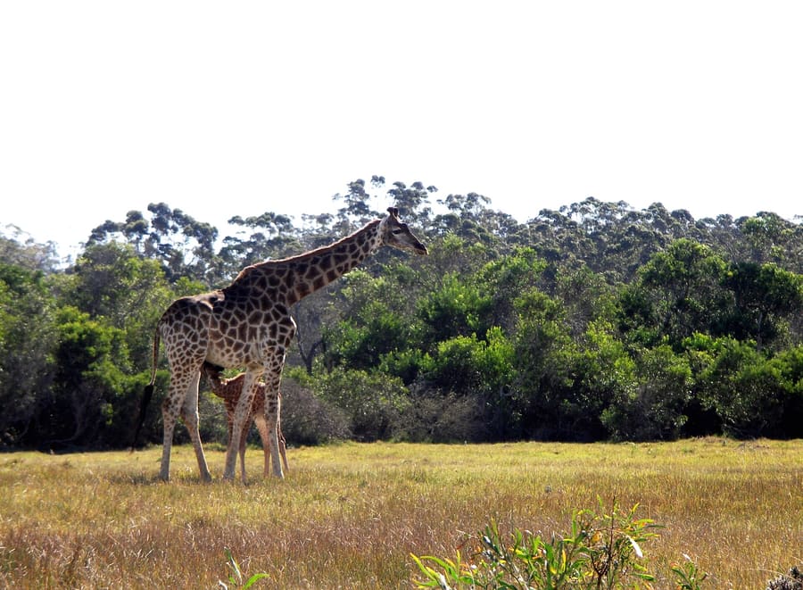 Kragga Kamma Game Park
