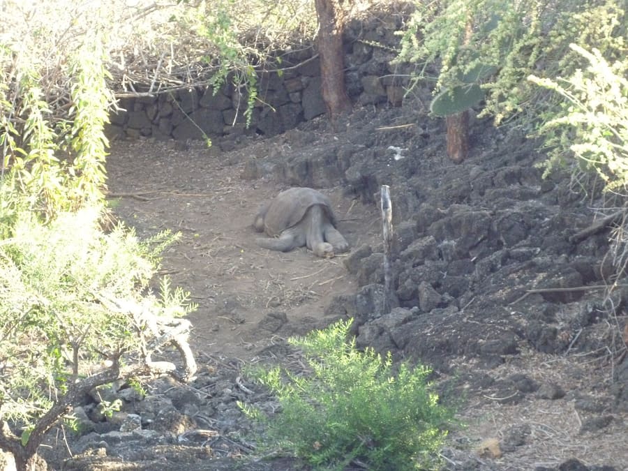 Charles Darwin Research Station