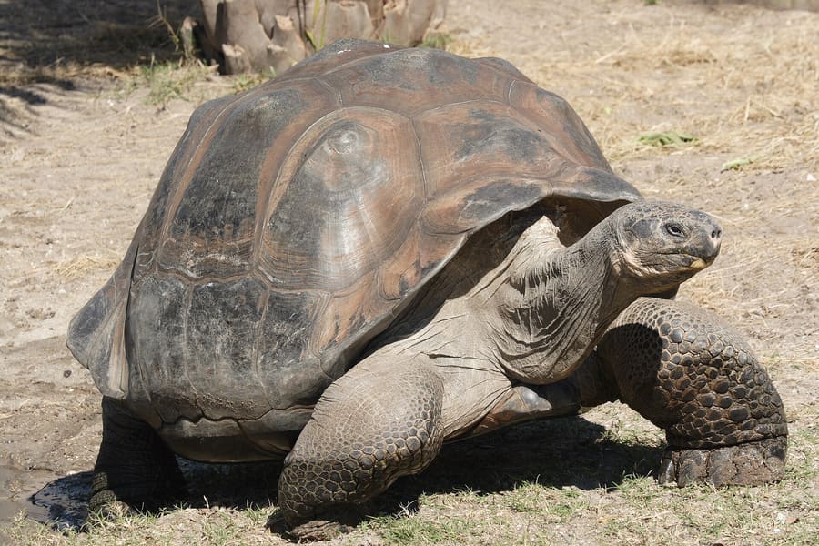 El Chato Tortoise Reserve