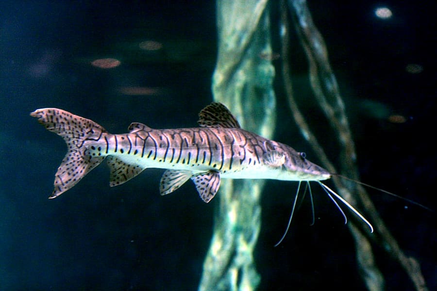 Surubí fillet, a staple freshwater fish served across Misiones province.