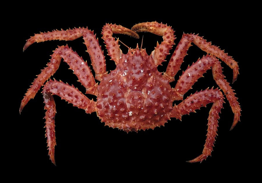 Freshly shelled Southern king crab served with lemon and homemade mayonnaise.