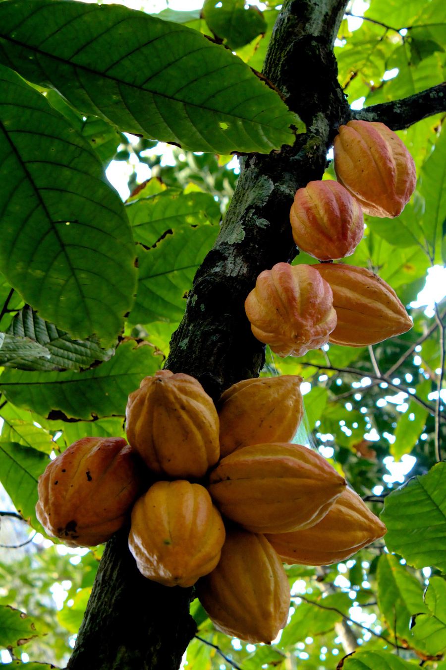 Bribri Cacao Farms