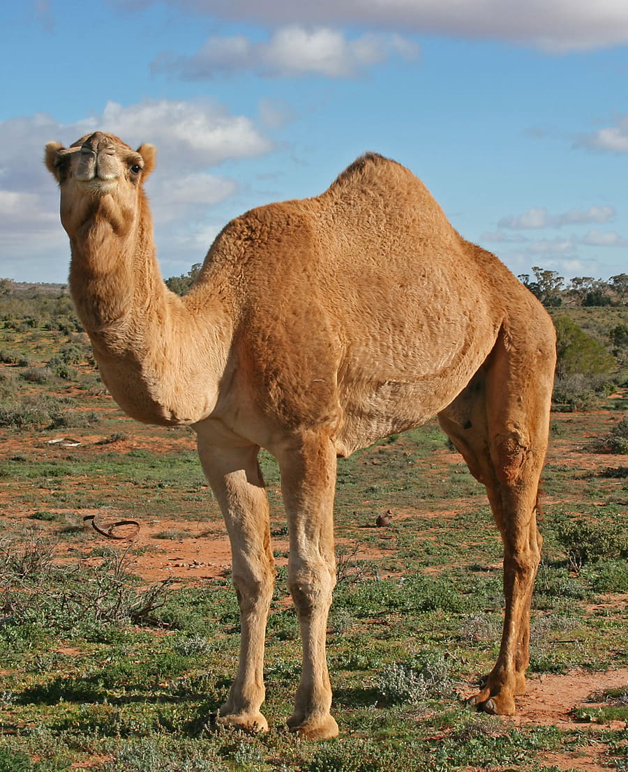 Pushkar