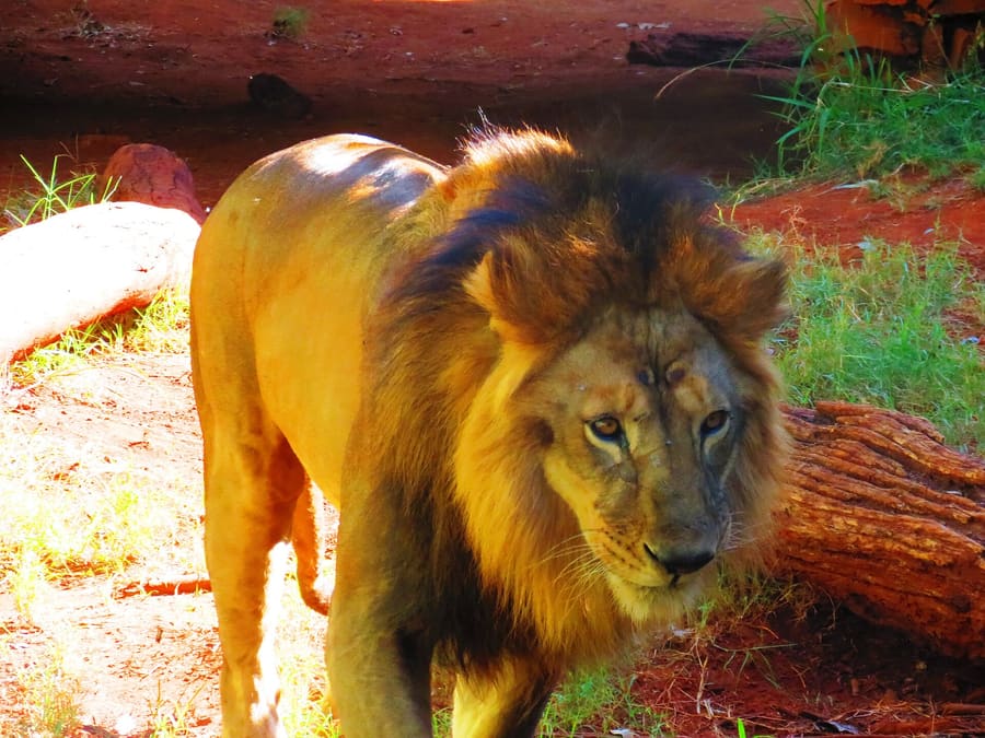 Bosque Zoo Fábio Barreto