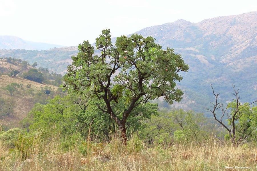 Kgaswane Mountain Reserve