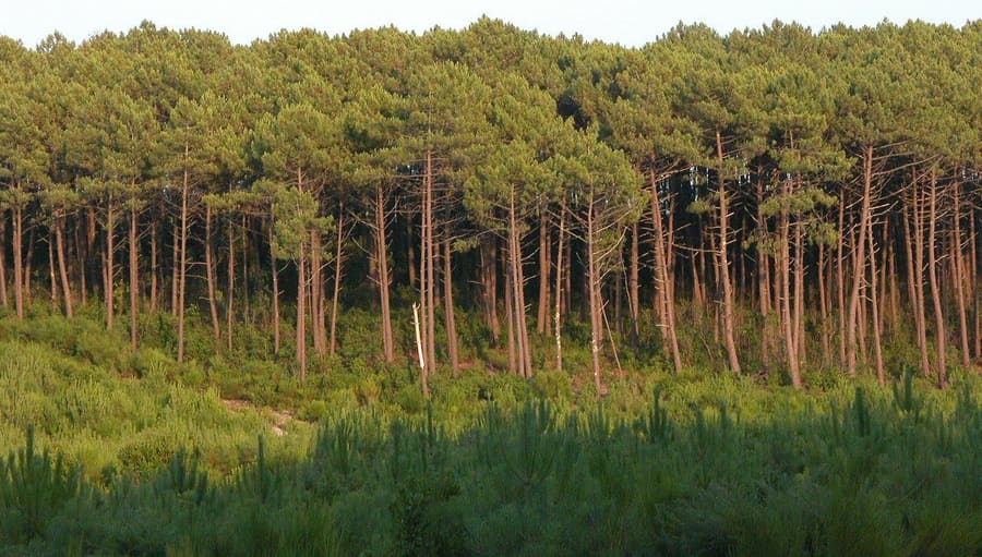 Saint-Julien-en-Born