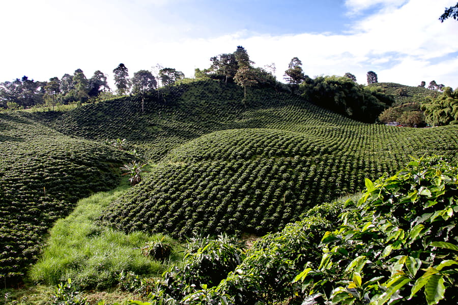 Vereda Palestina