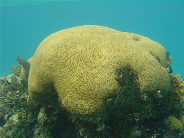 Hol Chan Marine Reserve