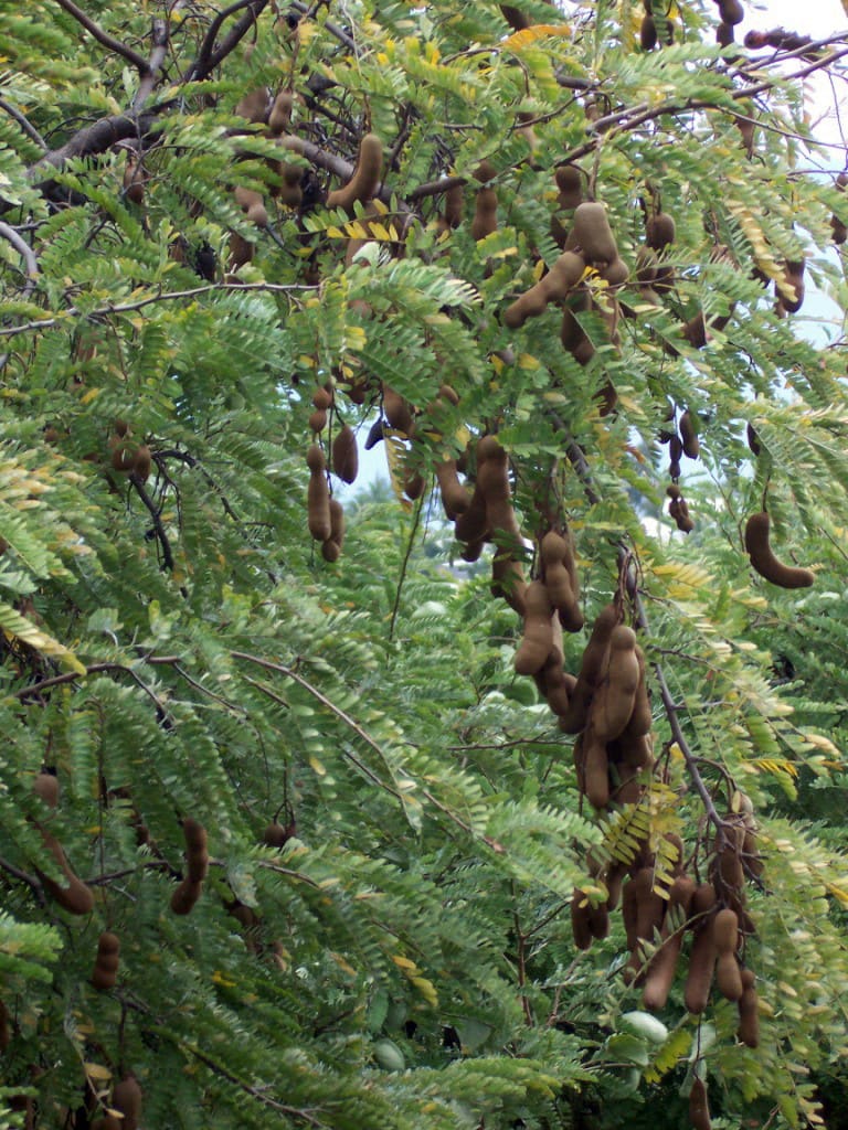 Tamarind fruit and local confections sold throughout the central square.