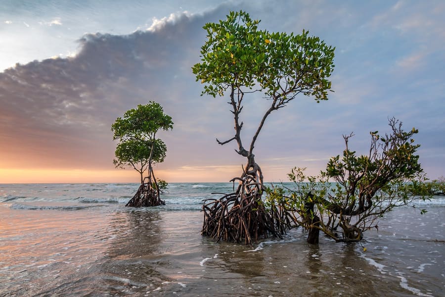 Lido Key Mangrove Tunnels
