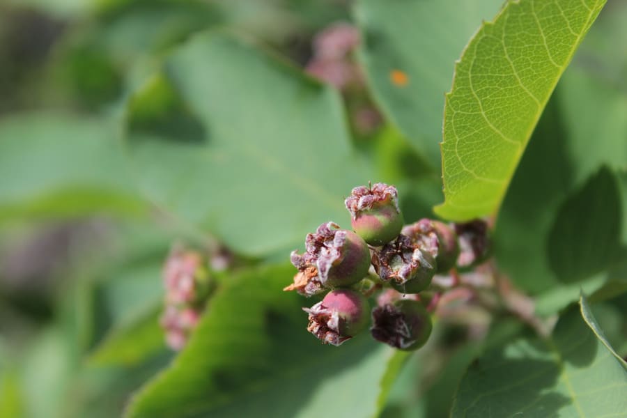Saskatoon berries are native to the Canadian prairies and harvested in July.