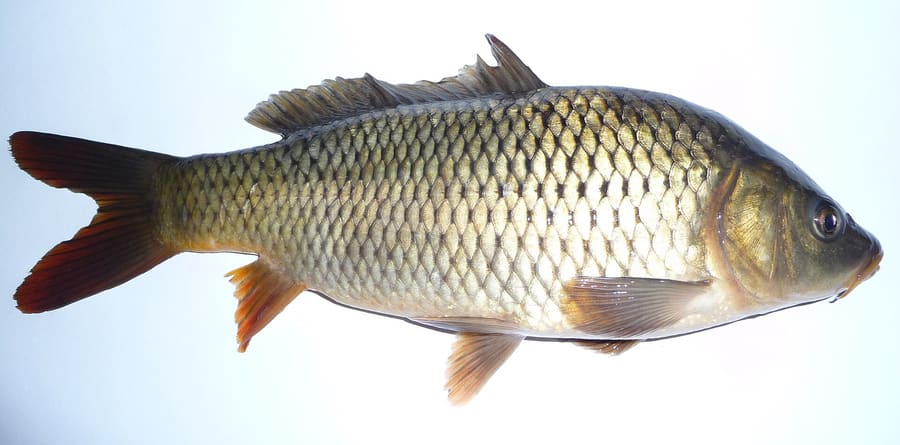 Tavë krapi, the traditional baked carp dish of Lake Shkodër.