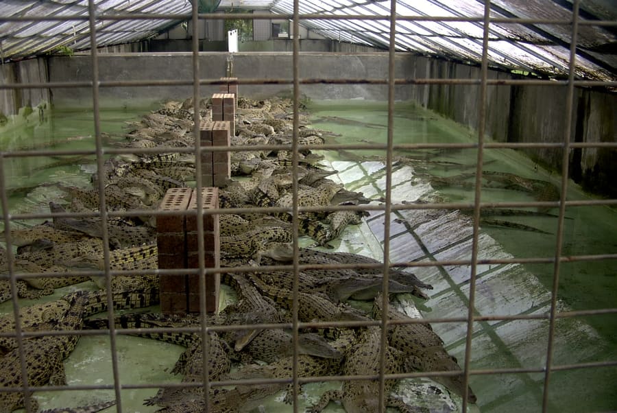 St Lucia Crocodile Centre