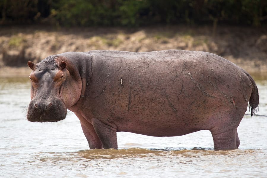 St Lucia Estuary Boat Safari
