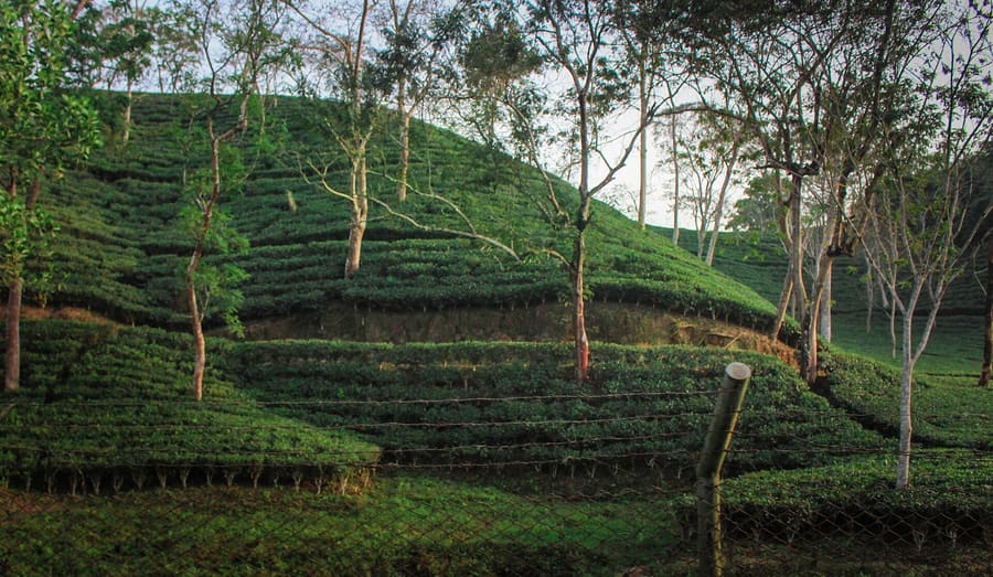 Malnicherra Tea Estate