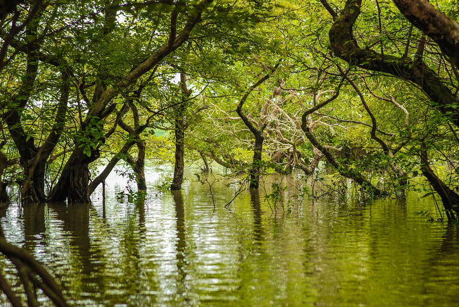 Ratargul Swamp Forest