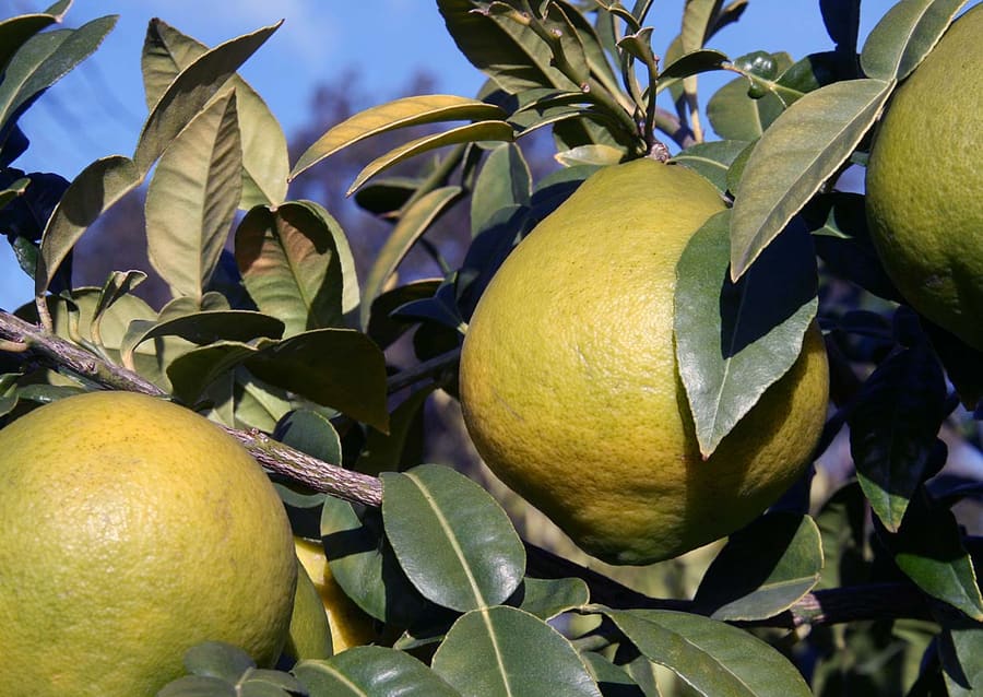 Shatkara (Citrus macroptera), the wild citrus native to Sylhet that defines its signature beef stews.