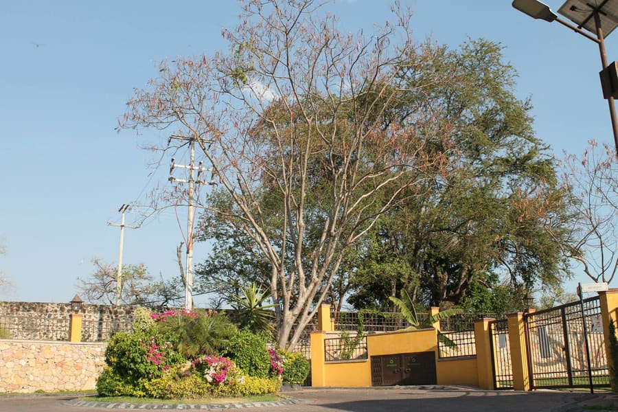 Valle de Atongo