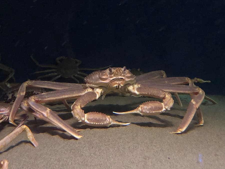 Fresh Matsuba snow crab displayed at Karo Market near Tottori Port.