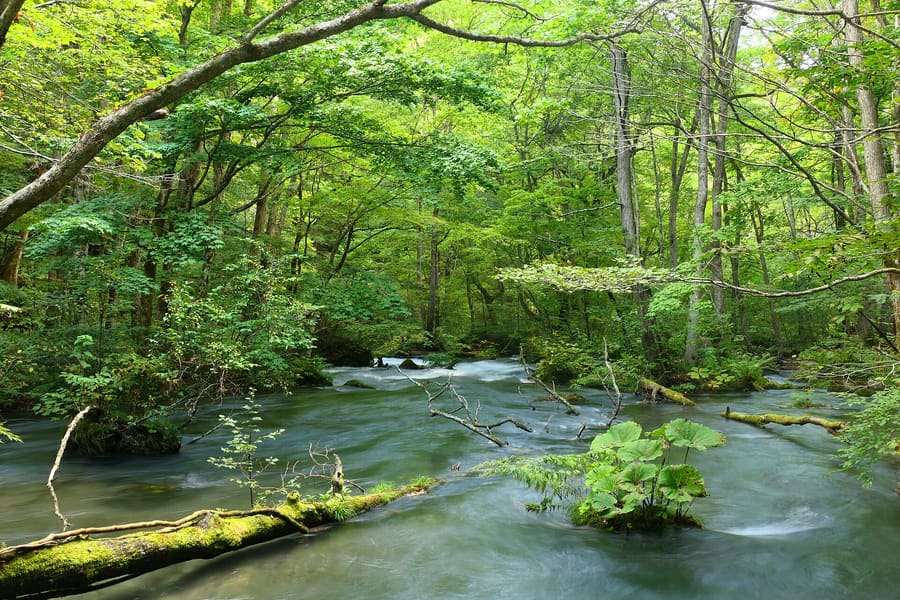 Oirase Mountain Stream