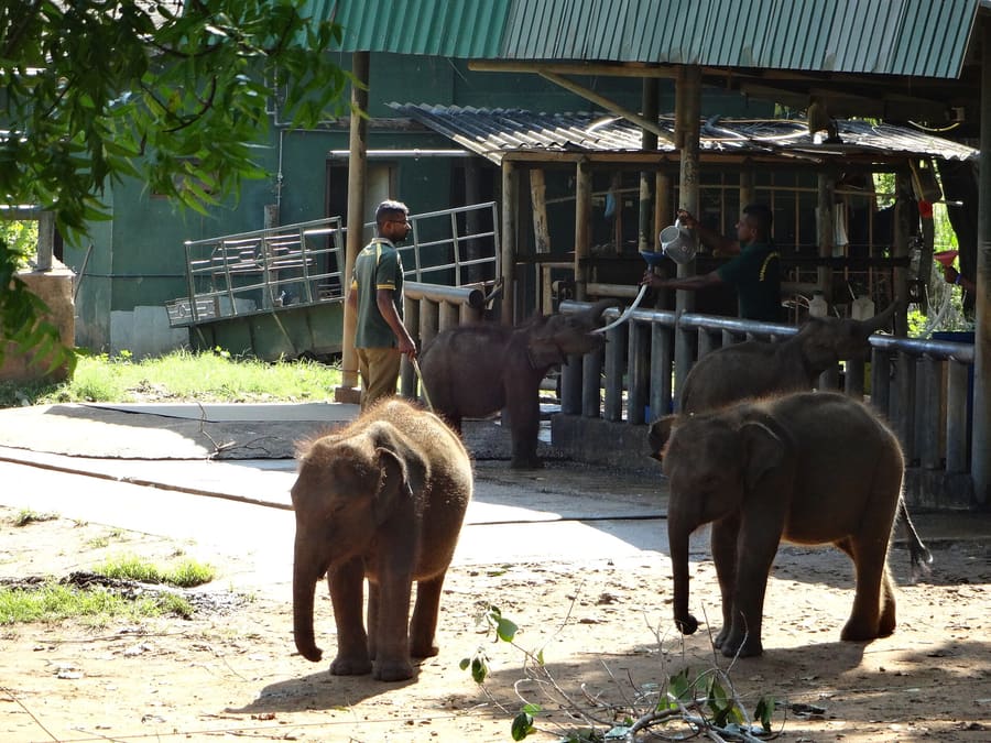 Elephant Transit Home