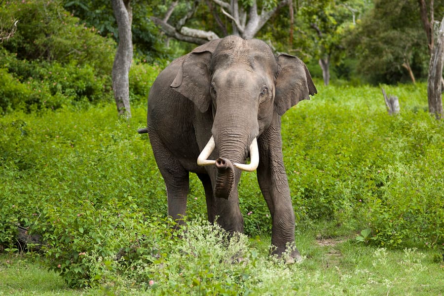 Udawalawe