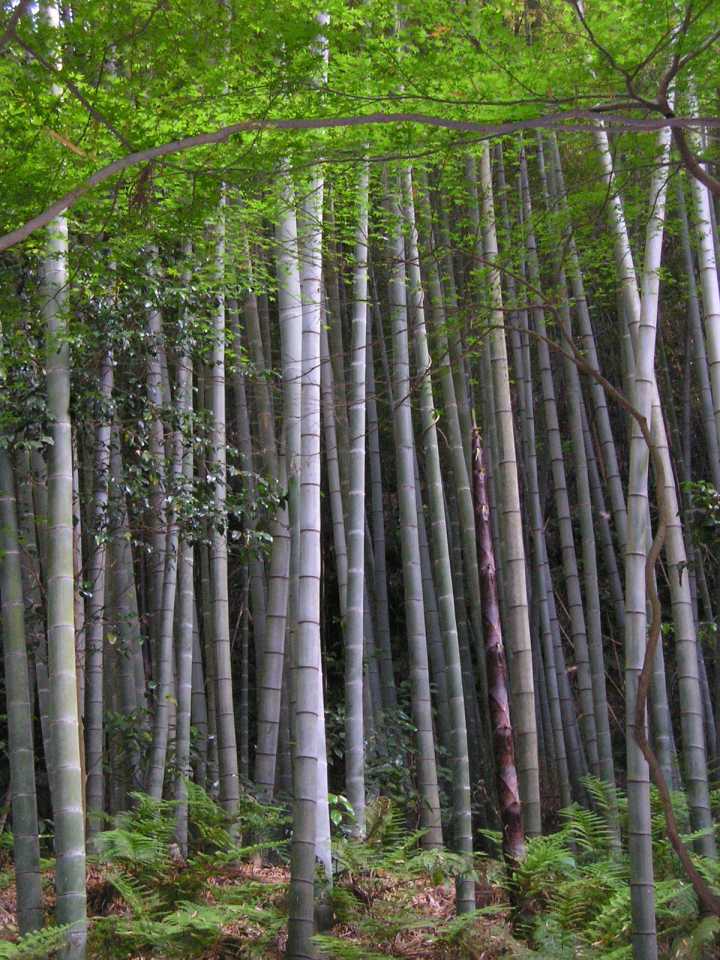 Uvita Bamboo Forest